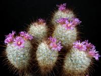 Thumbnail of 1538_Mammillaria bombycina_20210509_01(1).JPG